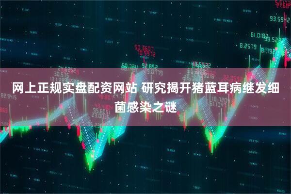 网上正规实盘配资网站 研究揭开猪蓝耳病继发细菌感染之谜